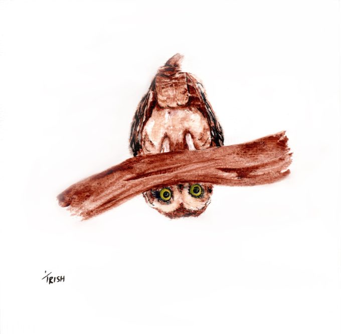 Bird - Owl - Peekaboo