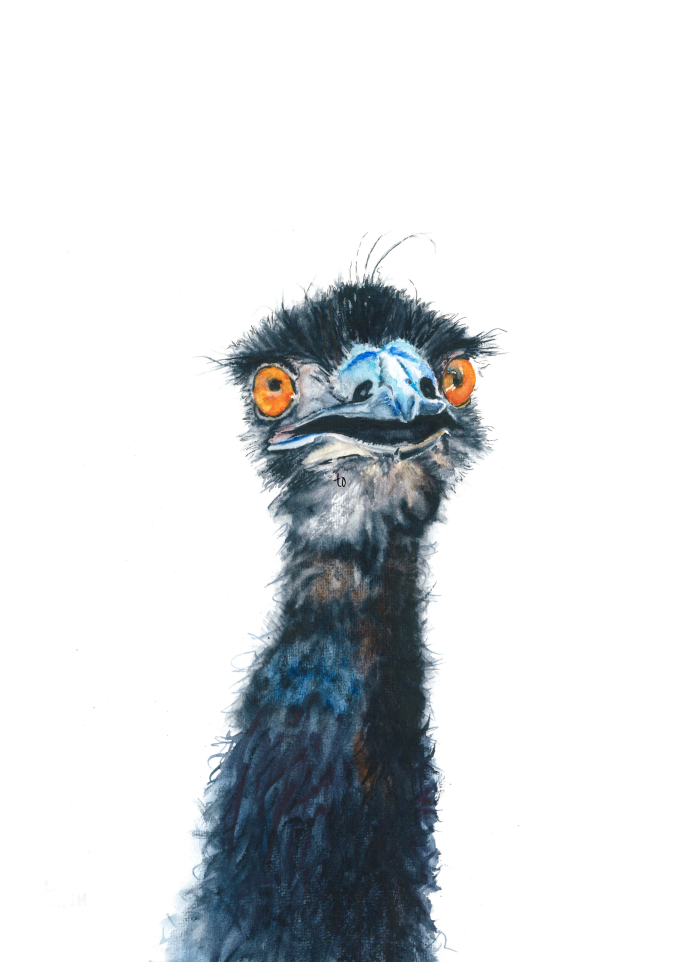 Bird - Emu - Otto
