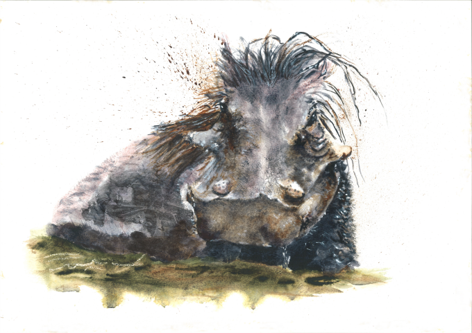 Warthog - Shifty Henry