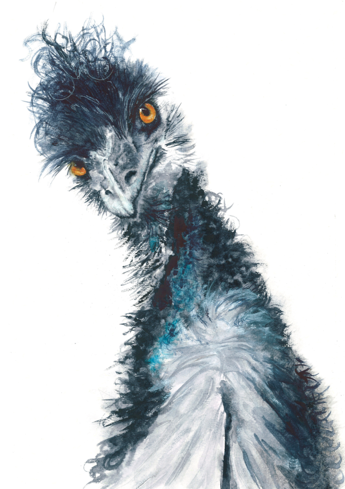 Bird - Emu - Siegfried