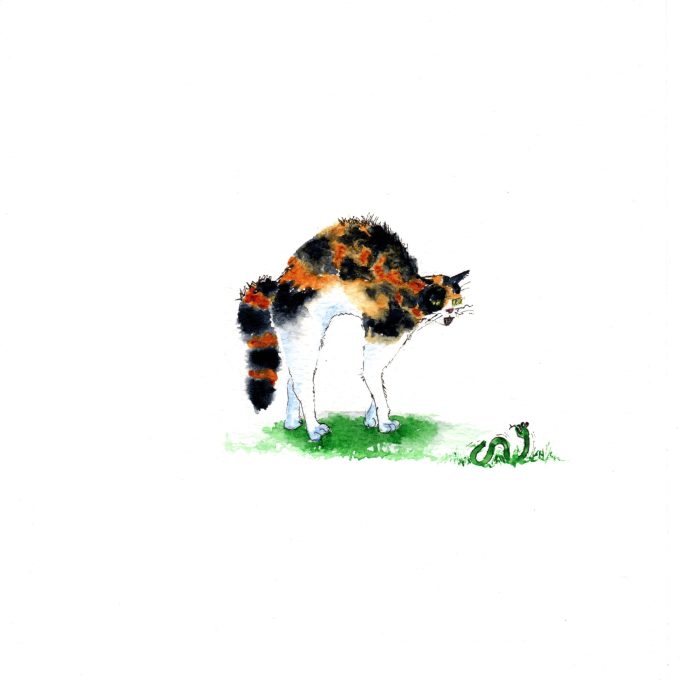 Cat - Rascal - Spooked