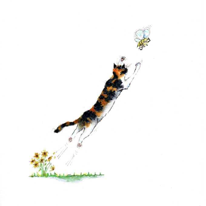 Cat - Rascal - Pouncing